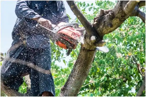 tree services Curlew Lake
